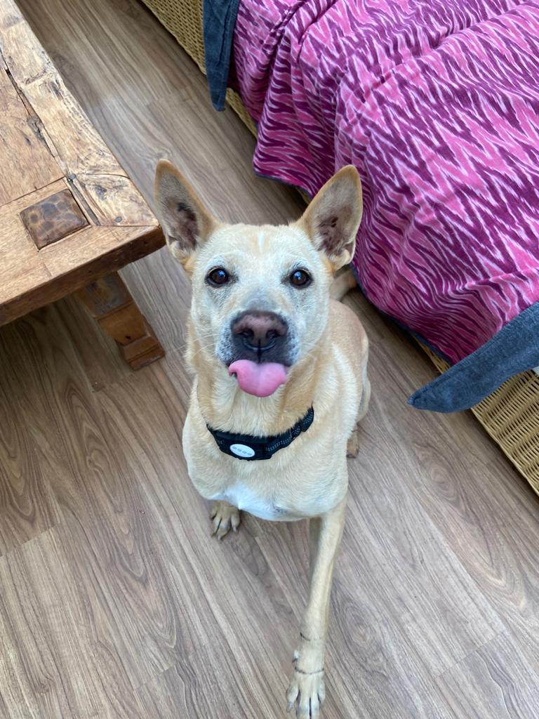 Trooper tongue out
